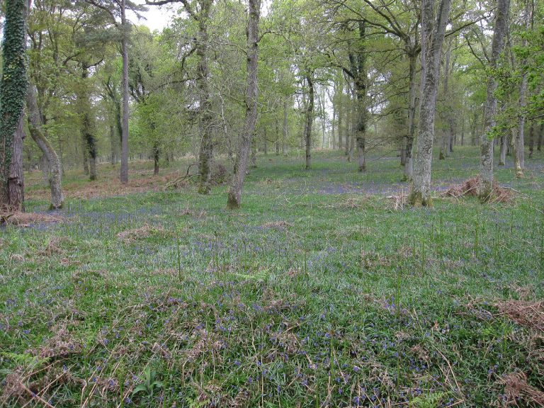 Bluebells under the trees in Sloden Inclosure, New Forest
