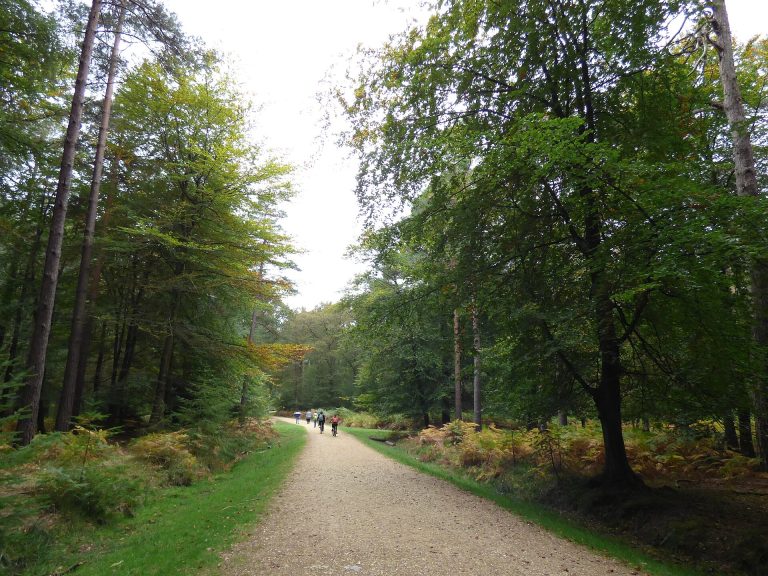 The deer sanctuary at Bolderwood in the New Forest