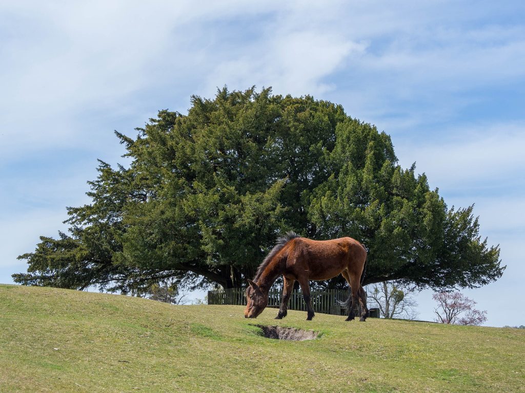 A New Forest pony grazing in front of Bolton's Bench, the yew-topped knoll on the edge of Lyndhurst