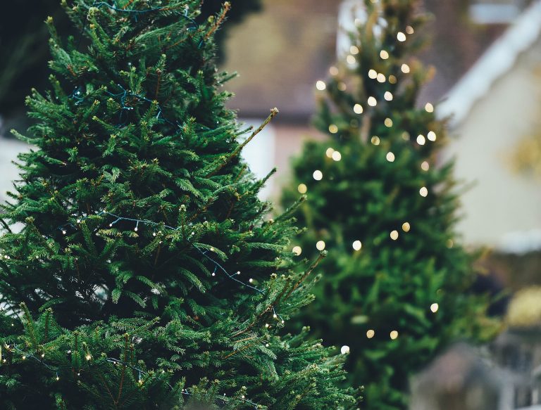 Christmas trees hung with string lights at Beaulieu