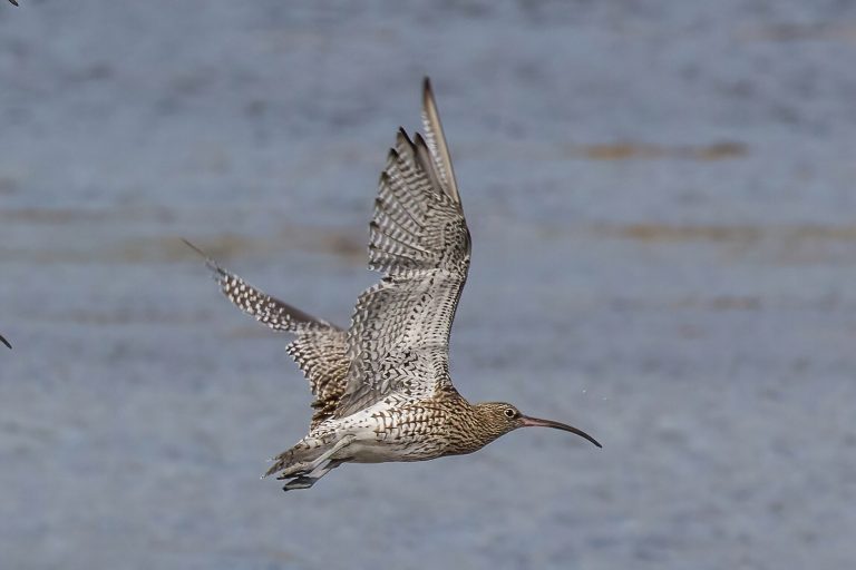 A curlew in flight, showing its long down-curved bill