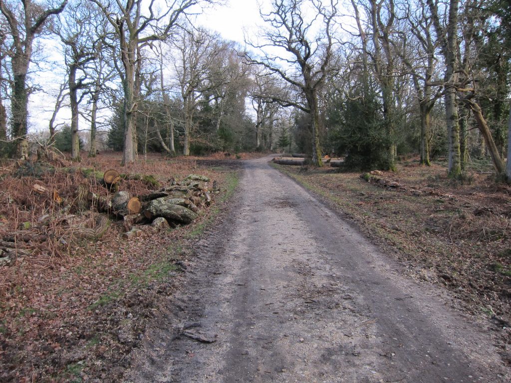 A gravel cycle track through Hursthill Inclosure near Lyndhurst