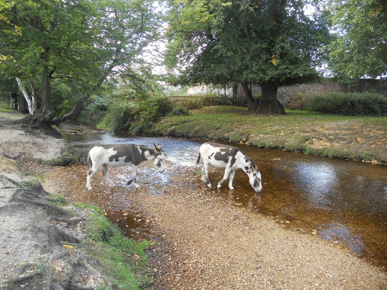 Donkeys by the ford at Moyles Court in the New Forest