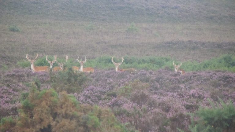 A group of fallow deer bucks among the heather in the New Forest
