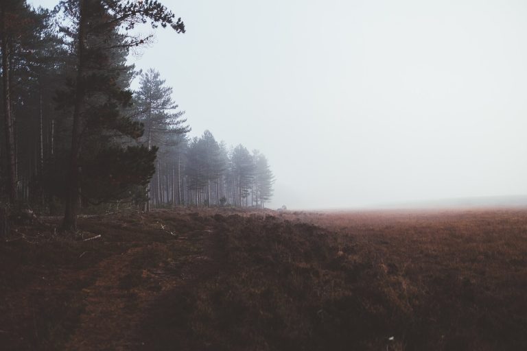 Trees in winter fog in the New Forest near Lyndhurst