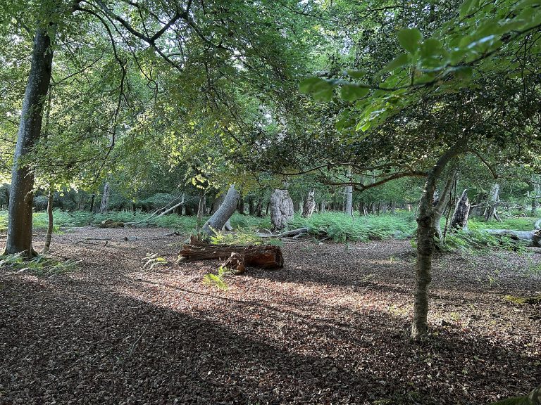 A forest clearing in evening light in the New Forest