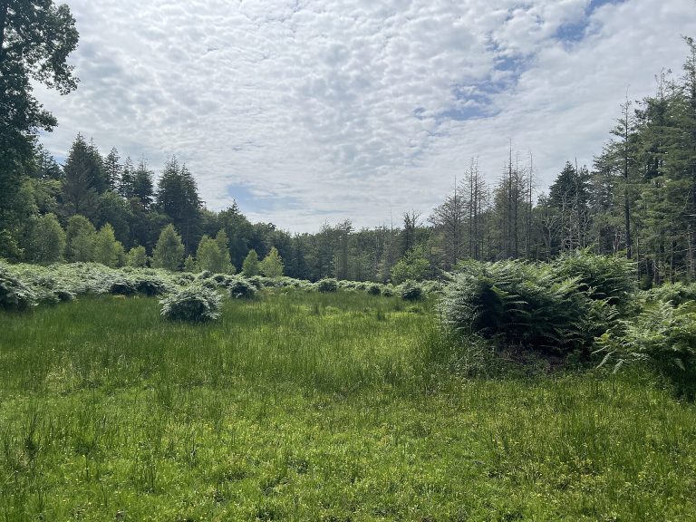 A clearing in the woods near the Knightwood Oak