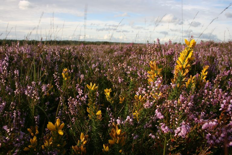 Heather and dwarf gorse growing together on Picket Hill heathland in the New Forest
