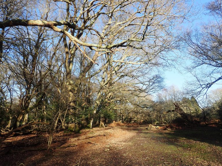 Woodland at Hollands Wood between Lyndhurst and Brockenhurst