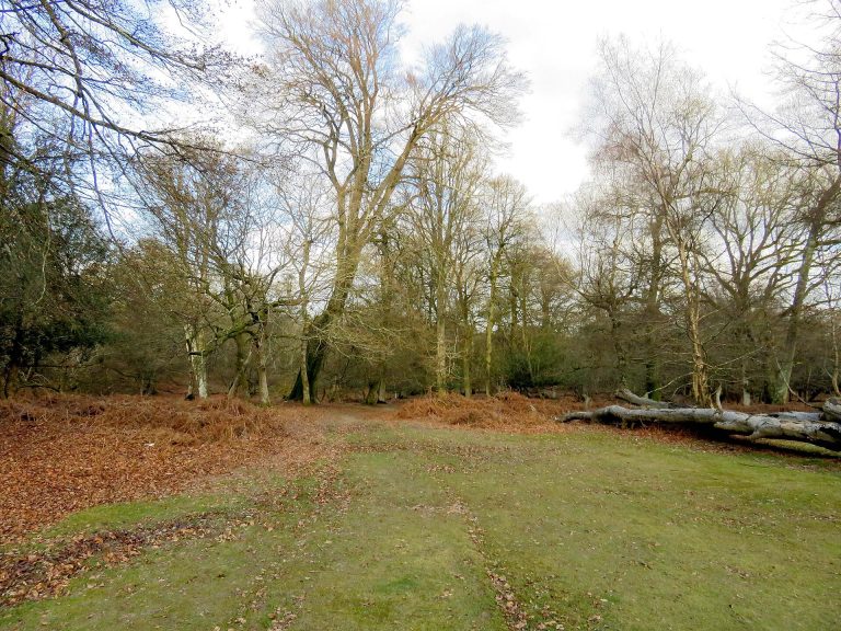 Old beech woodland in Mark Ash Wood, New Forest