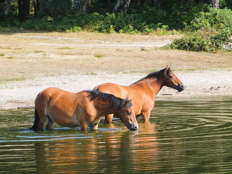 New Forest ponies standing in a forest pond