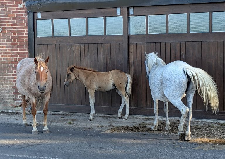 New Forest ponies in Brockenhurst village