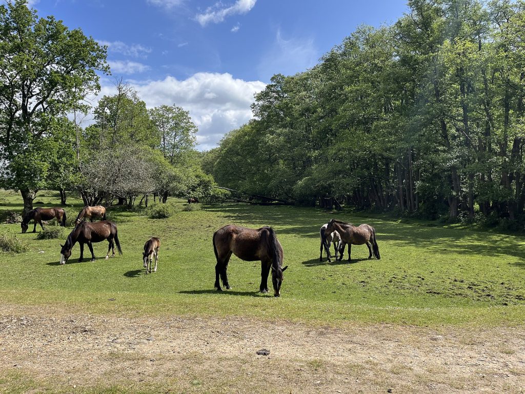 New Forest ponies and their foals grazing