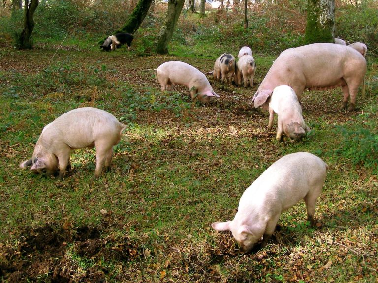 A sow and her piglets foraging in New Forest woodland during pannage