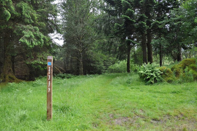 Towering conifers beside the Tall Trees Trail at Rhinefield