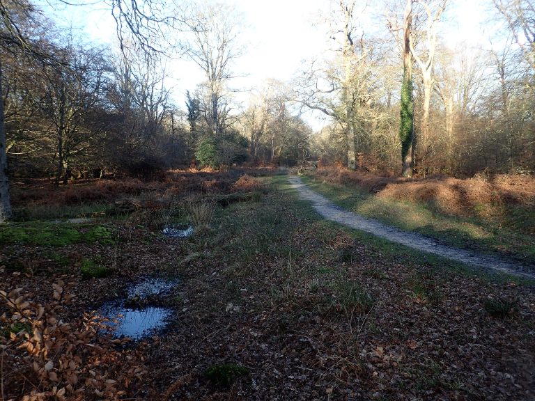 A forest track through Park Ground Inclosure near Lyndhurst