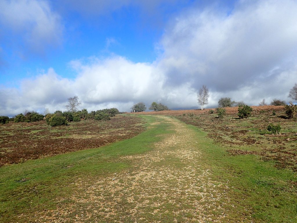 Open heathland at White Moor on the edge of Lyndhurst